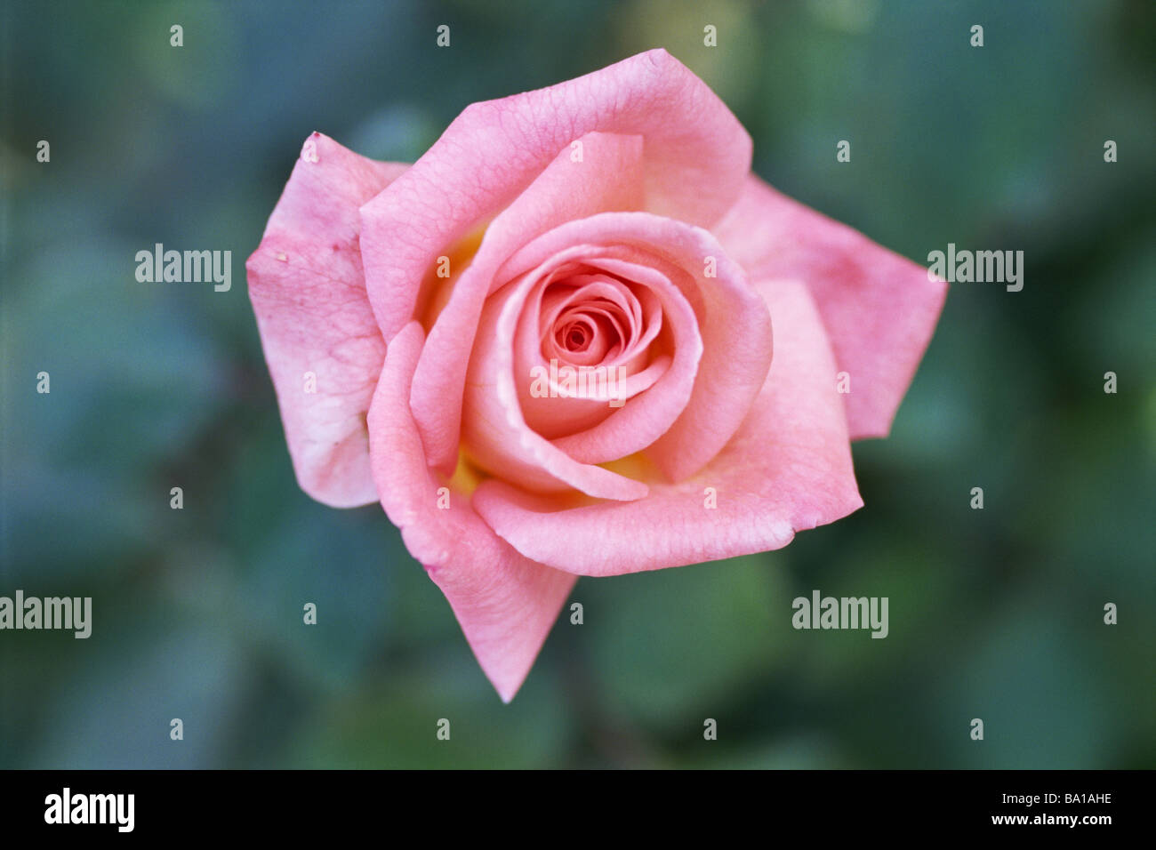 Delicate Petals of Pink Rose Stock Photo Alamy