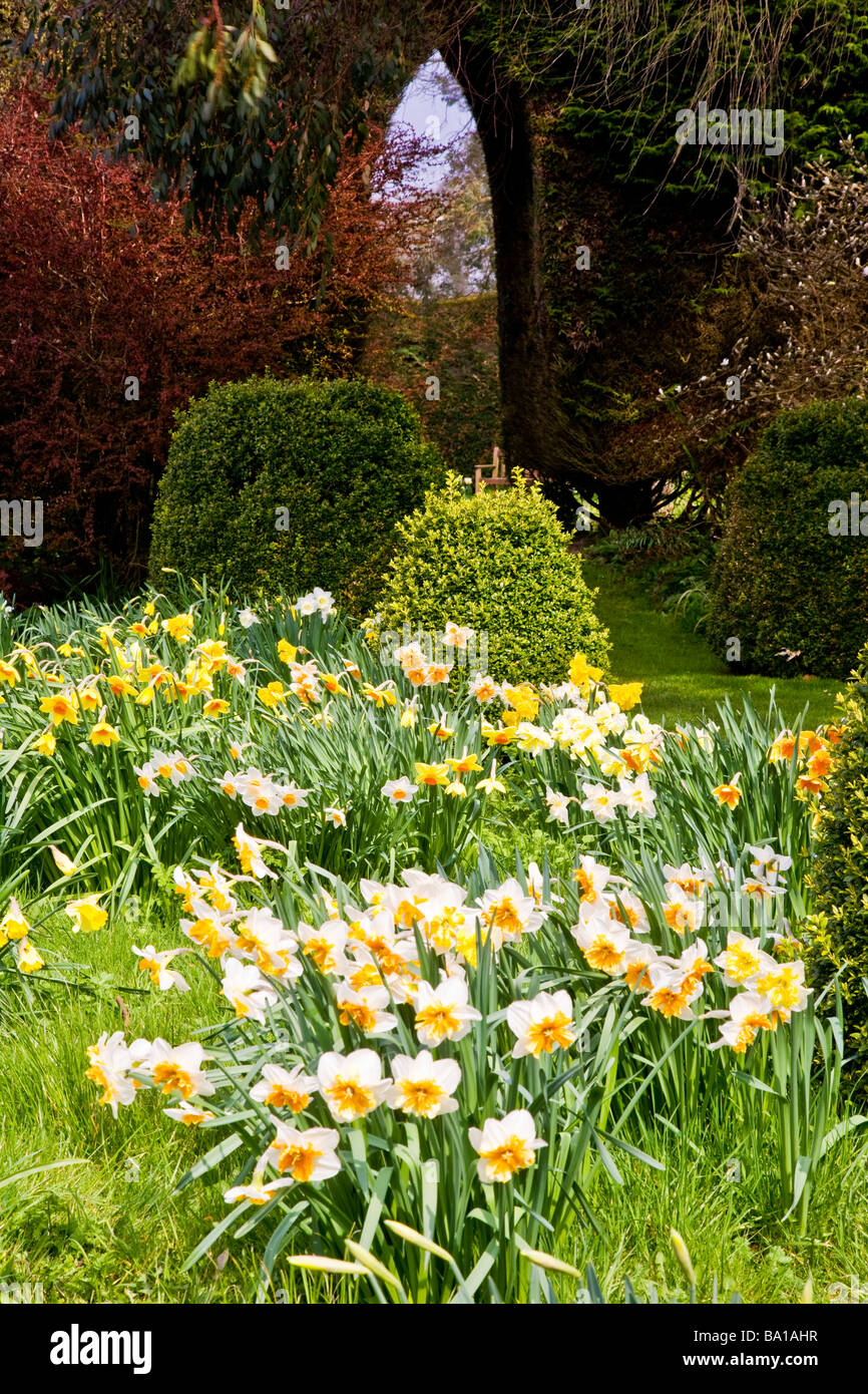 different varieties species of narcissus in the daffodil garden at