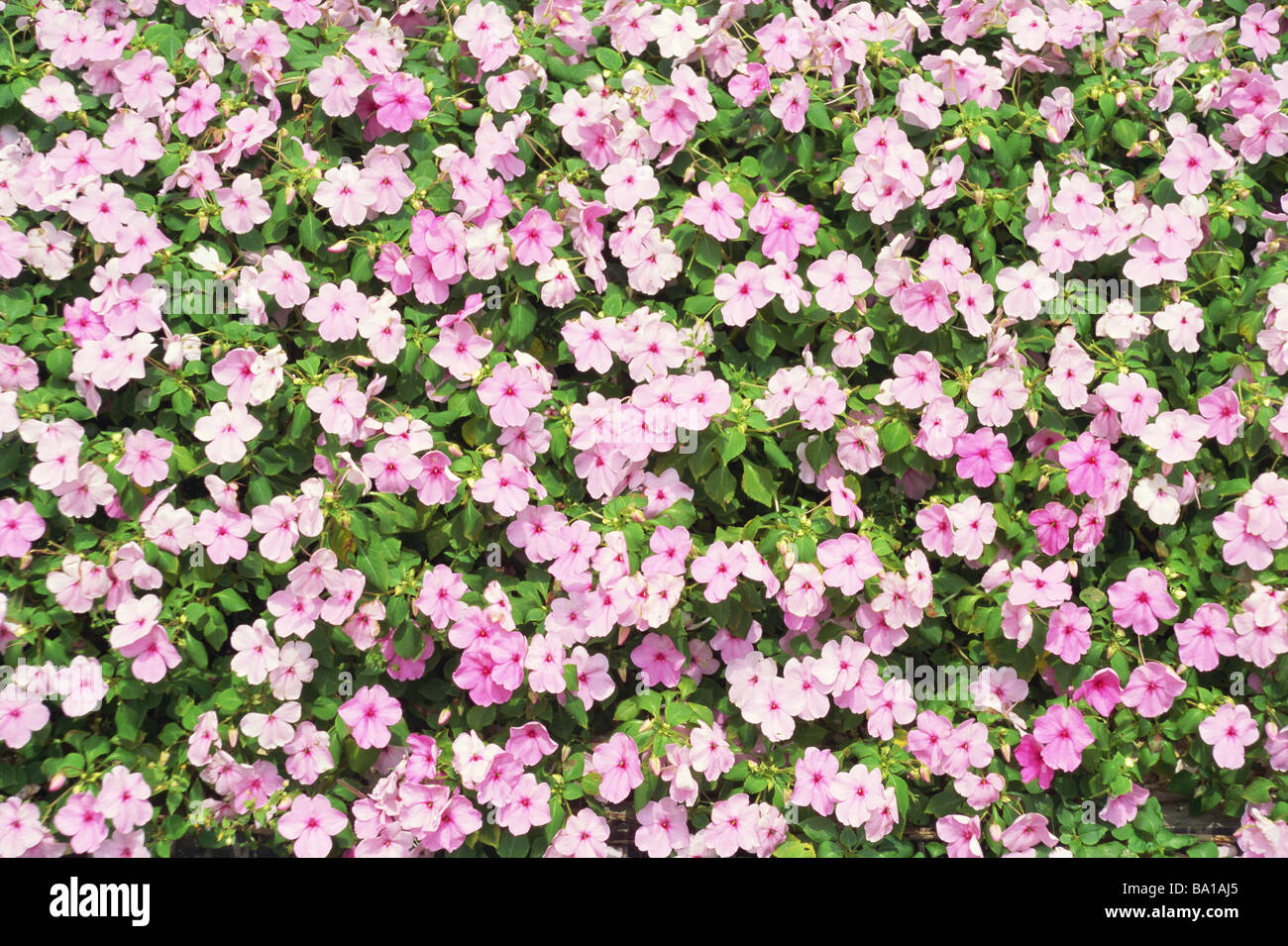 Flowerbed of Phlox Paniculata in Summer Stock Photo