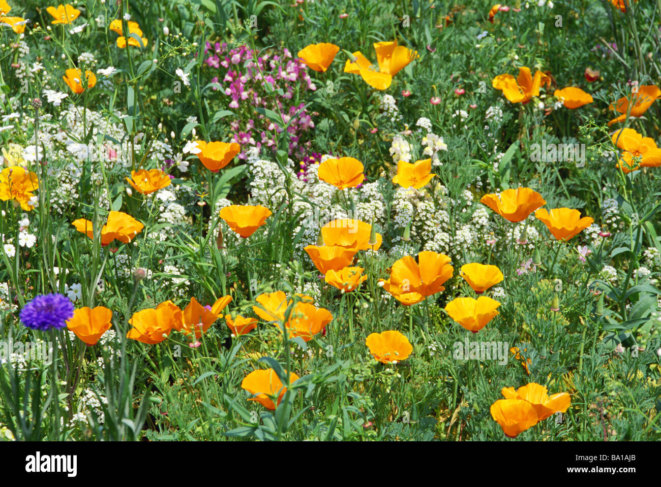 Garden wildflowers hi-res stock photography and images - Alamy