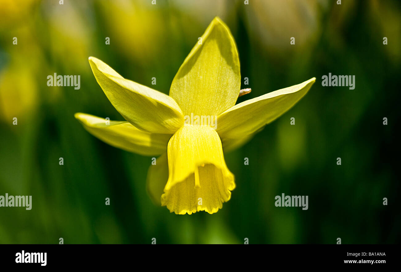 A cultivar or species of dwarf daffodil or Narcissus Stock Photo