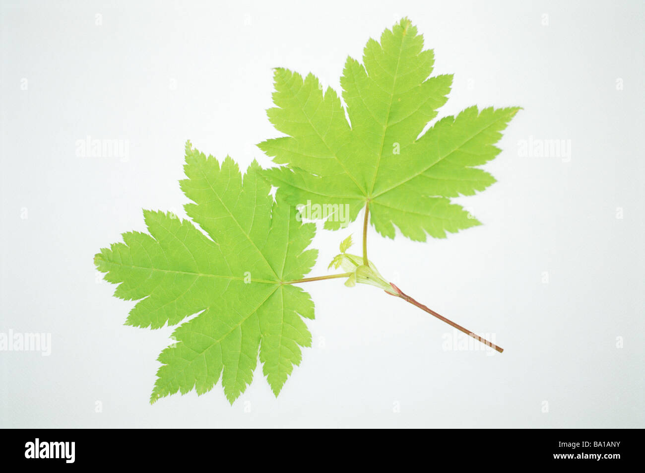 Chloroplast maple leaf hi-res stock photography and images - Alamy