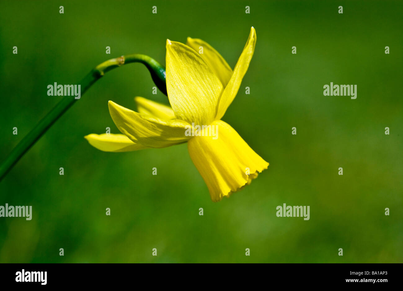 A variety species or cultivars of dwarf daffodil or Narcissus Stock Photo