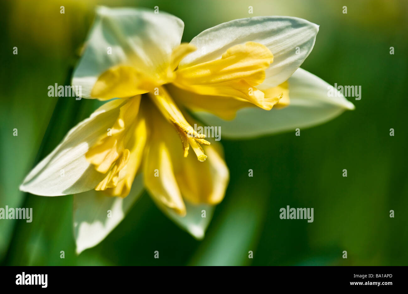 A split corona variety species or cultivar of daffodil or Narcissus Stock Photo