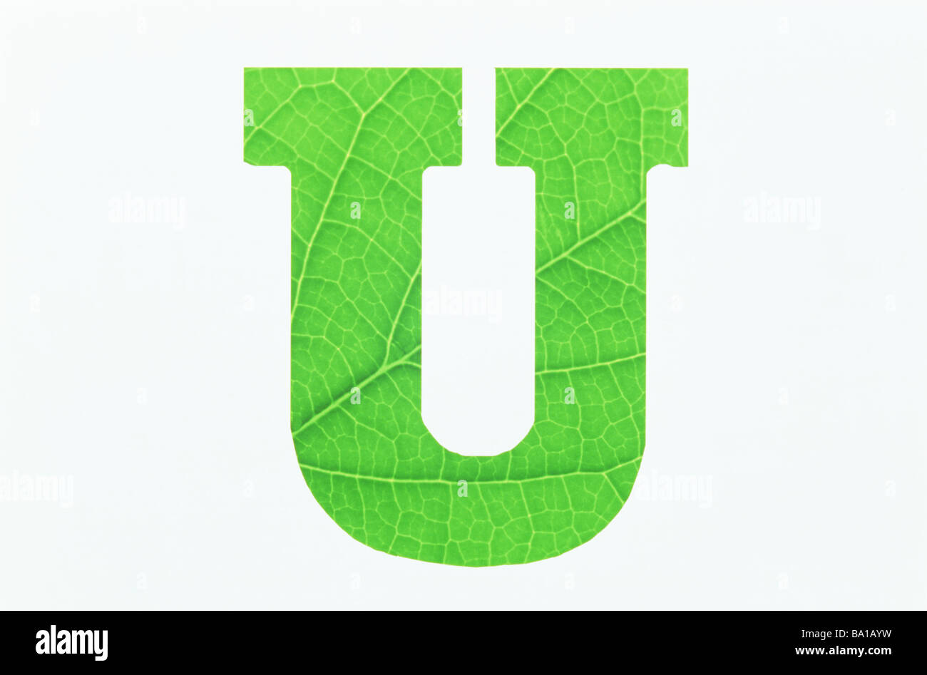 Green Alphabet U on White Background Stock Photo