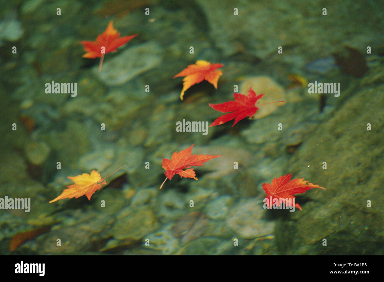 Image of leaves inside water hi-res stock photography and images - Alamy