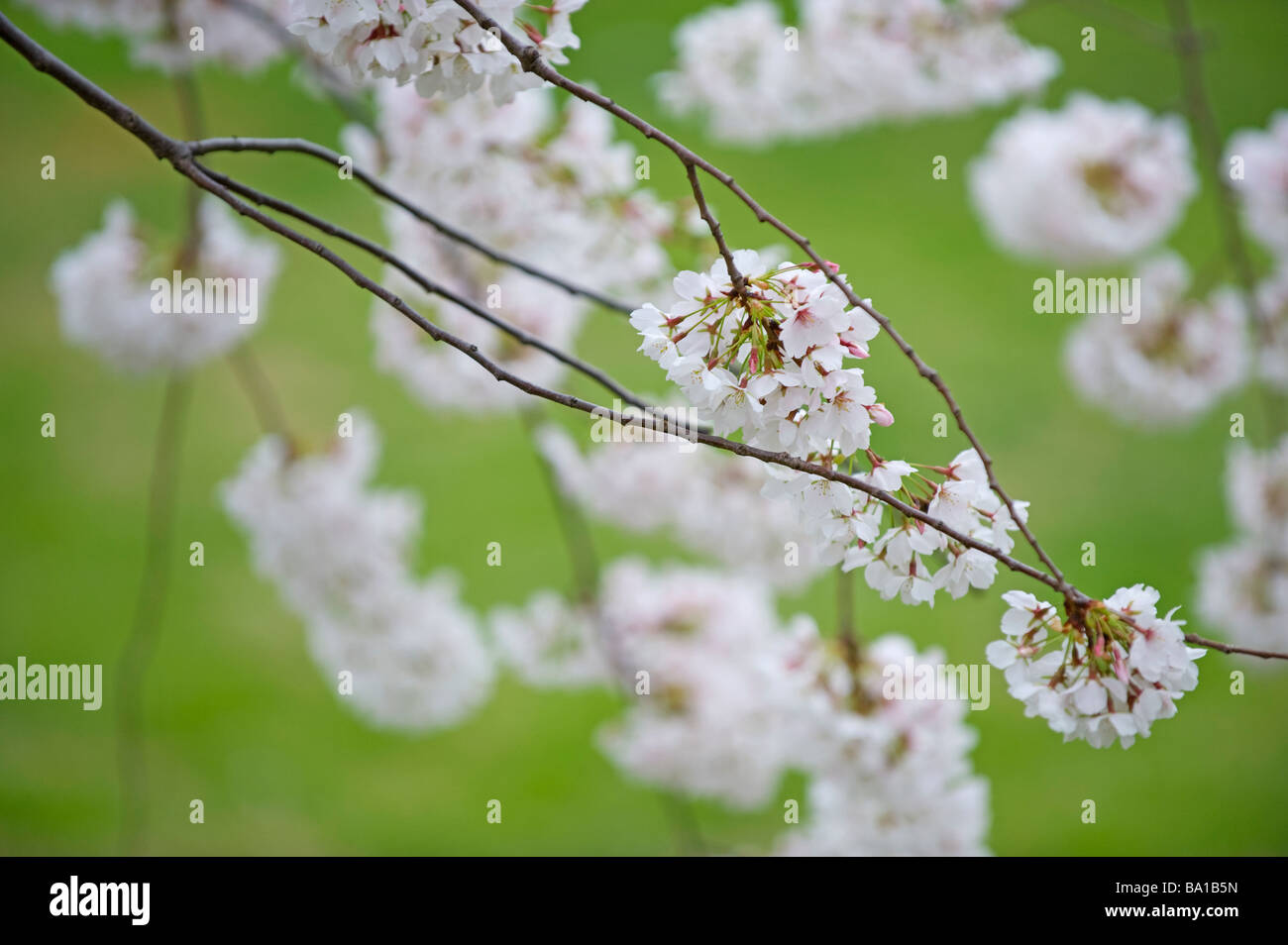 cherry blossoms close up pink flowers Stock Photo