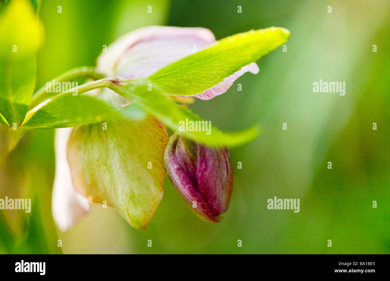 Hellebore or Helleborus orientalis a winter and spring flowering herbaceous perennial Stock Photo