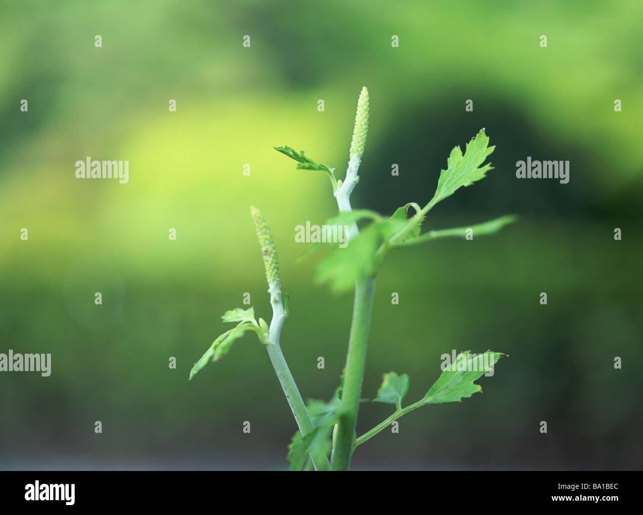 Oxbane Bugbane hi-res stock photography and images - Alamy