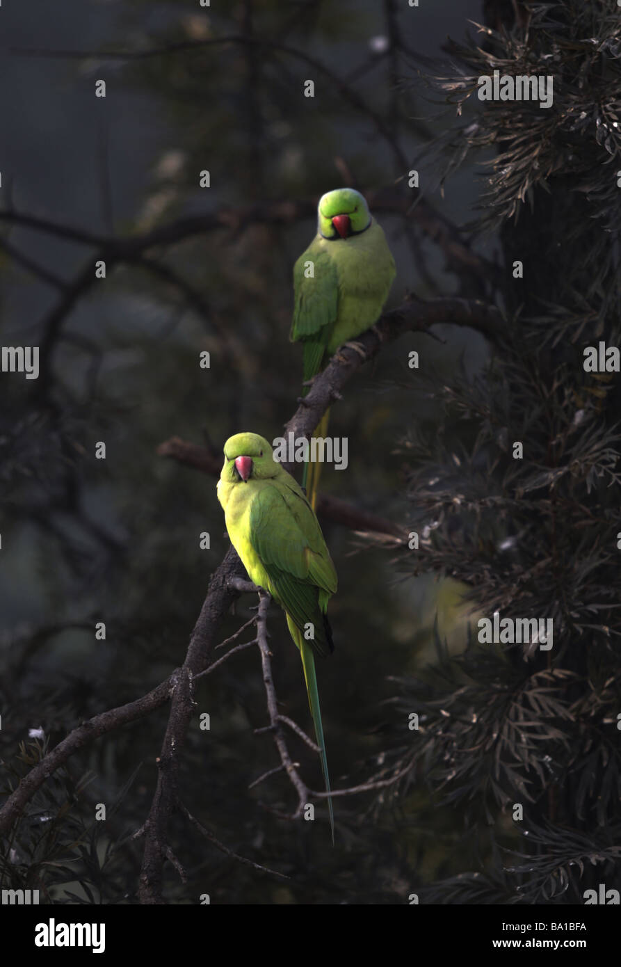 A pair of green Parrots sit in a tree in Delhi's beautiful Lodi Gardens that is a haven for wildlife in central Delhi India Stock Photo
