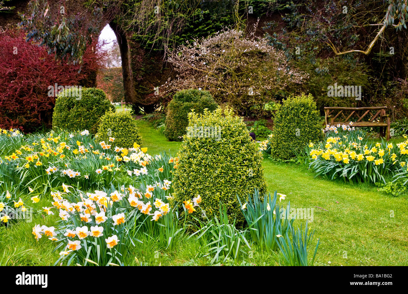 Different Varieties Species Of Narcissus In The Daffodil Garden At 