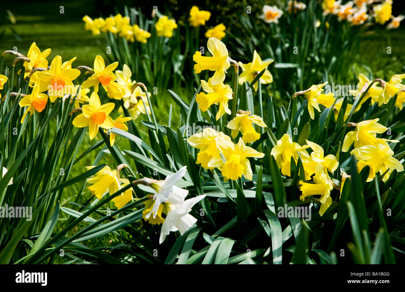 Daffodil varieties hires stock photography and images Alamy