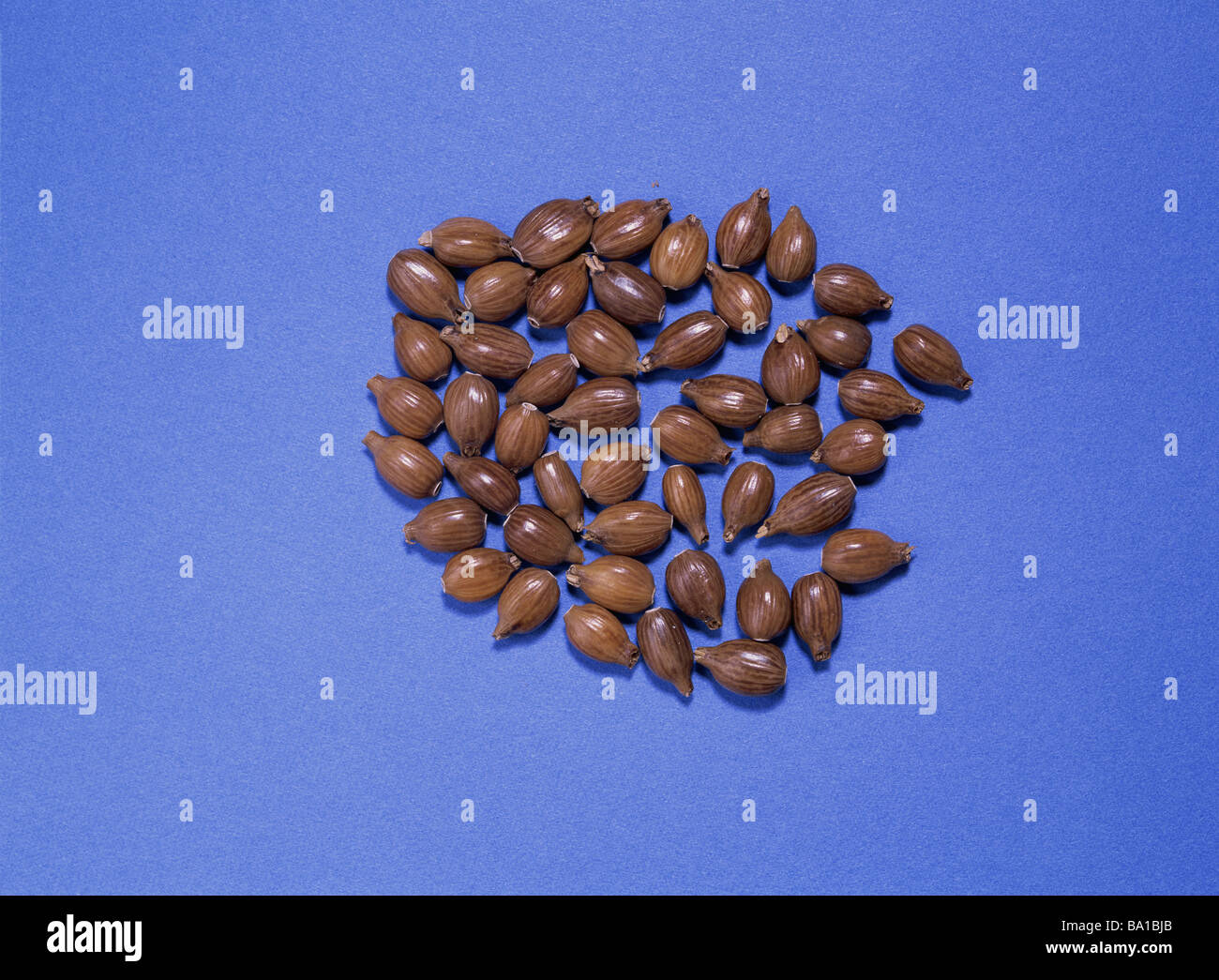 Job´s tears hires stock photography and images Alamy