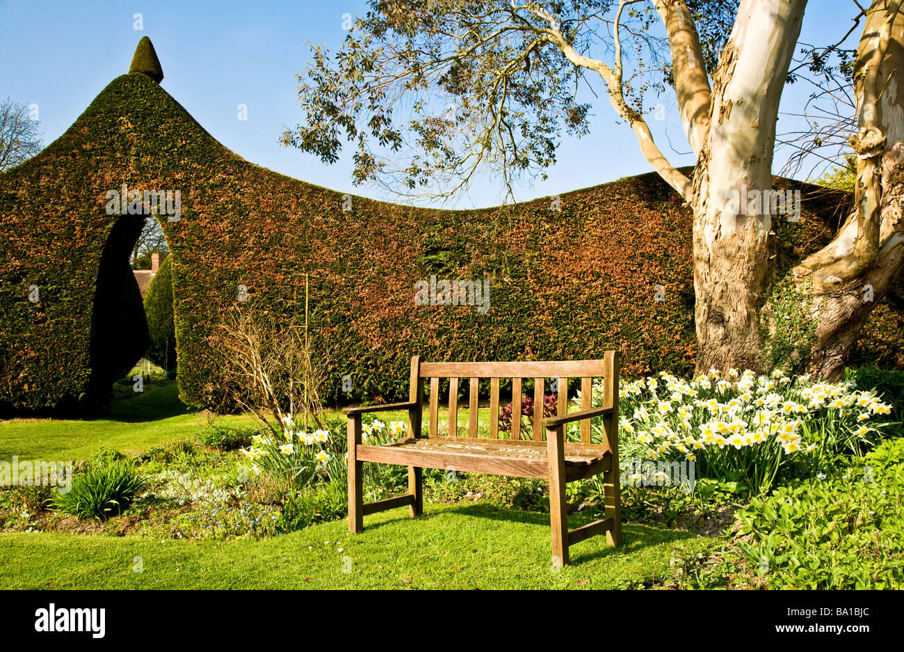 Daffodils, wooden seat and the trimmed Cupressus Leylandii hedge at Stourton House Stourton near Warminster Wiltshire England UK Stock Photo
