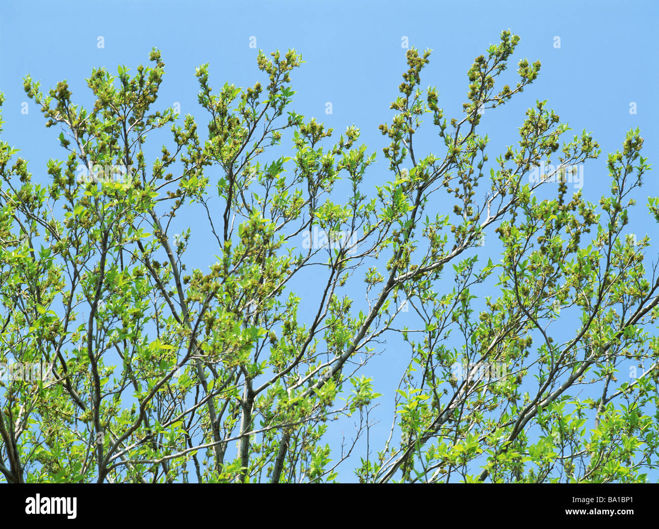 Gutta-Percha Tree against Blue Sky Stock Photo
