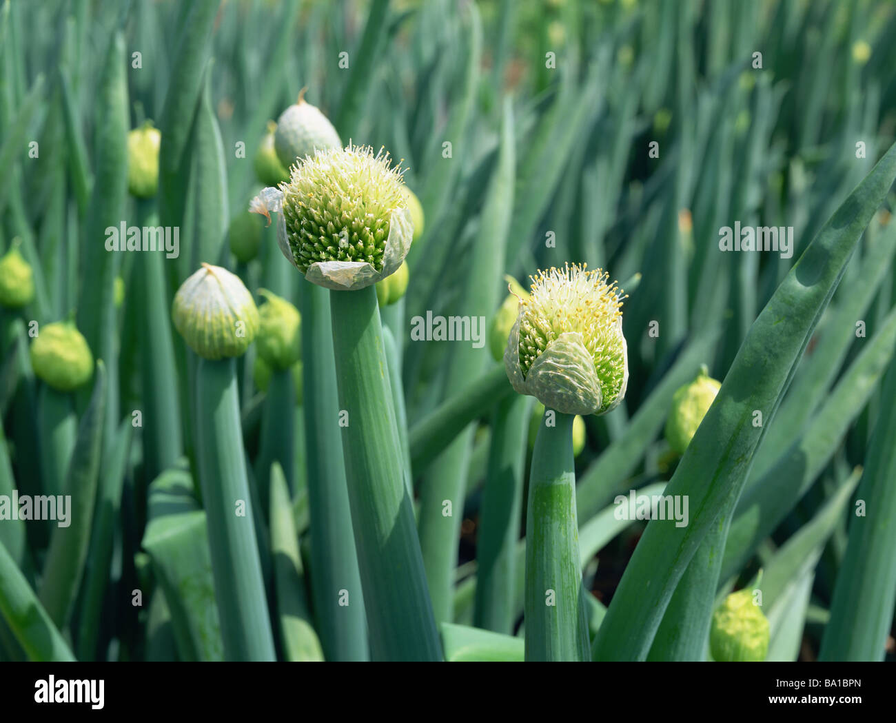 Welsh Onion Plant Growing in Field Stock Photo Alamy