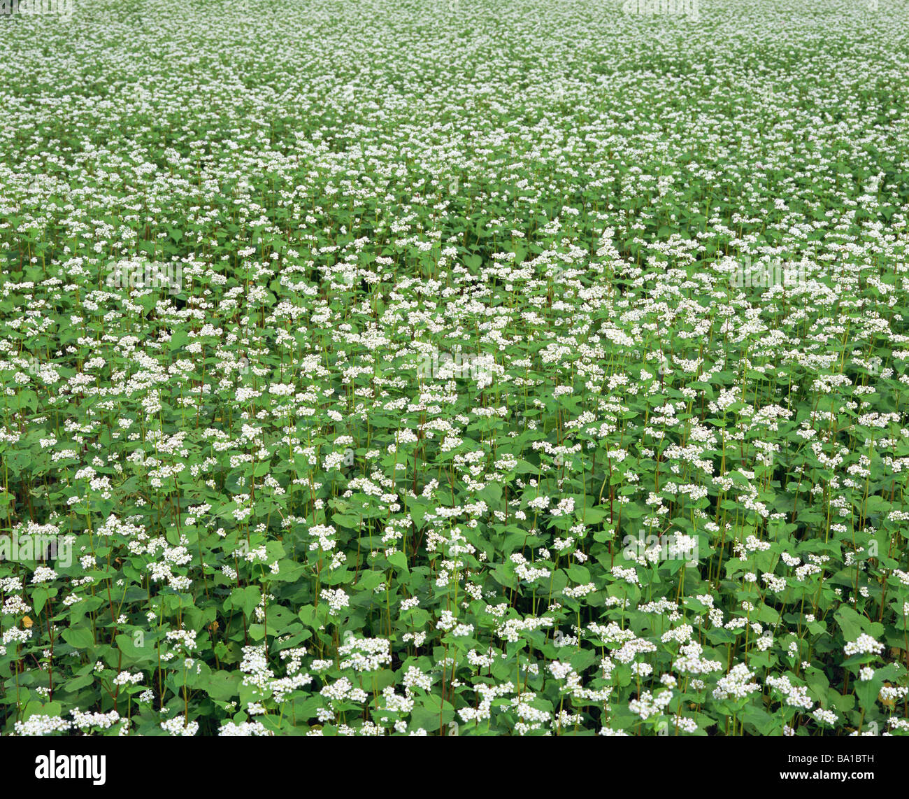 Sova Flowers Growing in Field Stock Photo