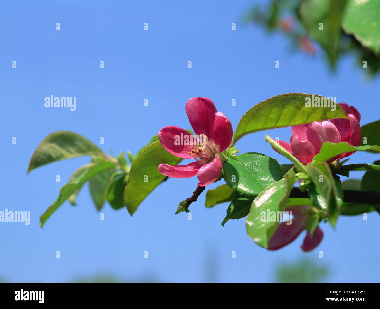 Quince Flower Blooming in Early Spring Stock Photo