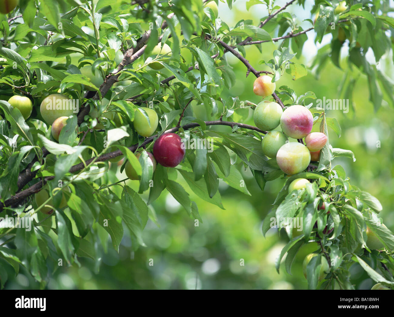 Plum plantation hires stock photography and images Alamy