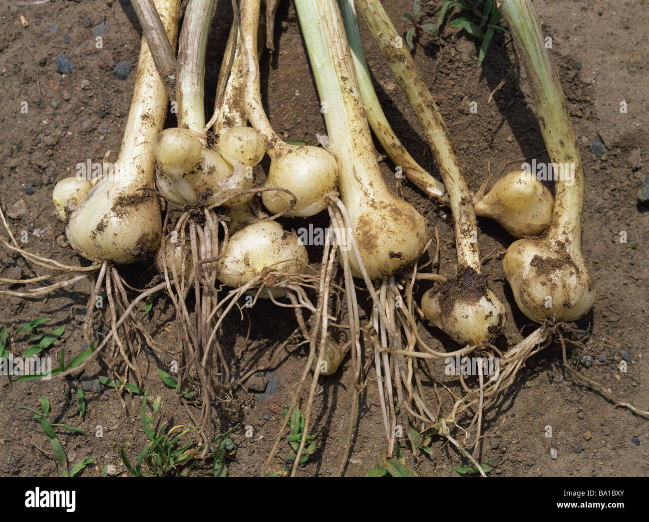 Roots of Wild Rocambole on Ground Stock Photo
