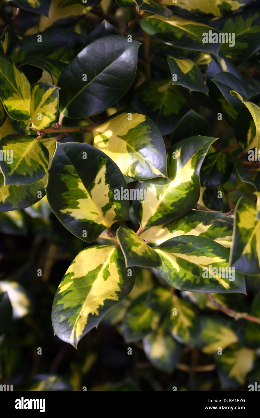 THE LEAVES OF ILEX ALTACLERENSIS LAWSONIANA. HOLLY Stock Photo