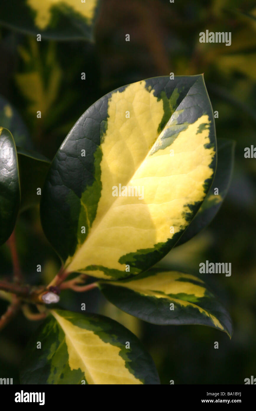 THE LEAF OF ILEX ALTACLERENSIS LAWSONIANA. HOLLY Stock Photo