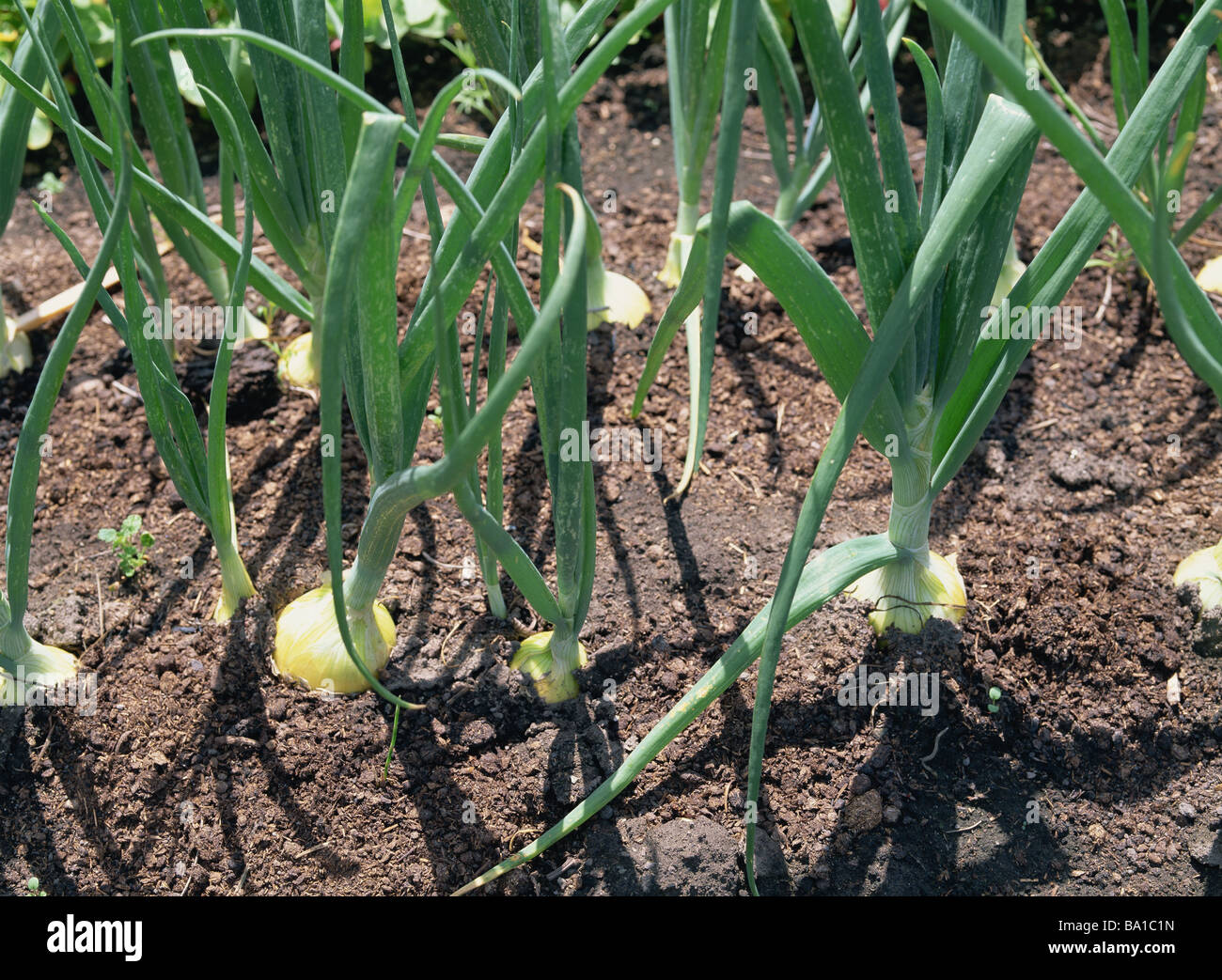 Onions Growing in Field Stock Photo Alamy