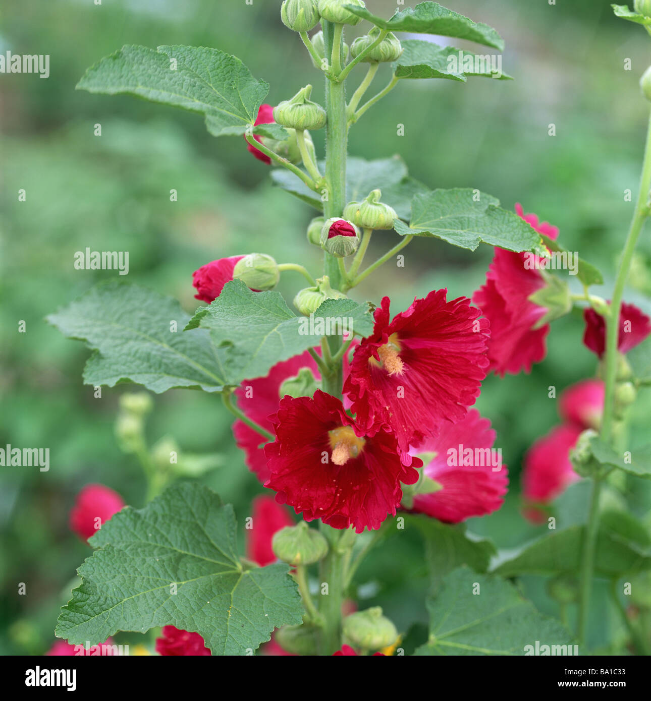 Rose Mallow Growing in Garden Stock Photo Alamy