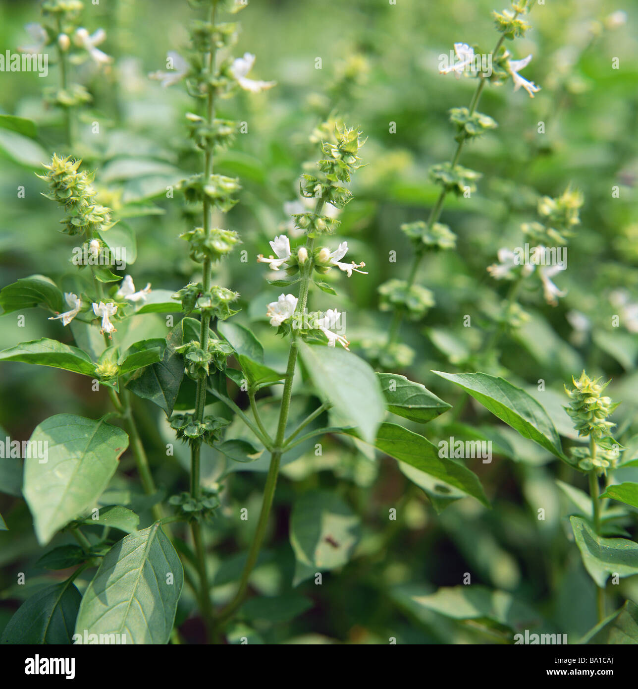 Basil with Blooming Flowers Stock Photo Alamy