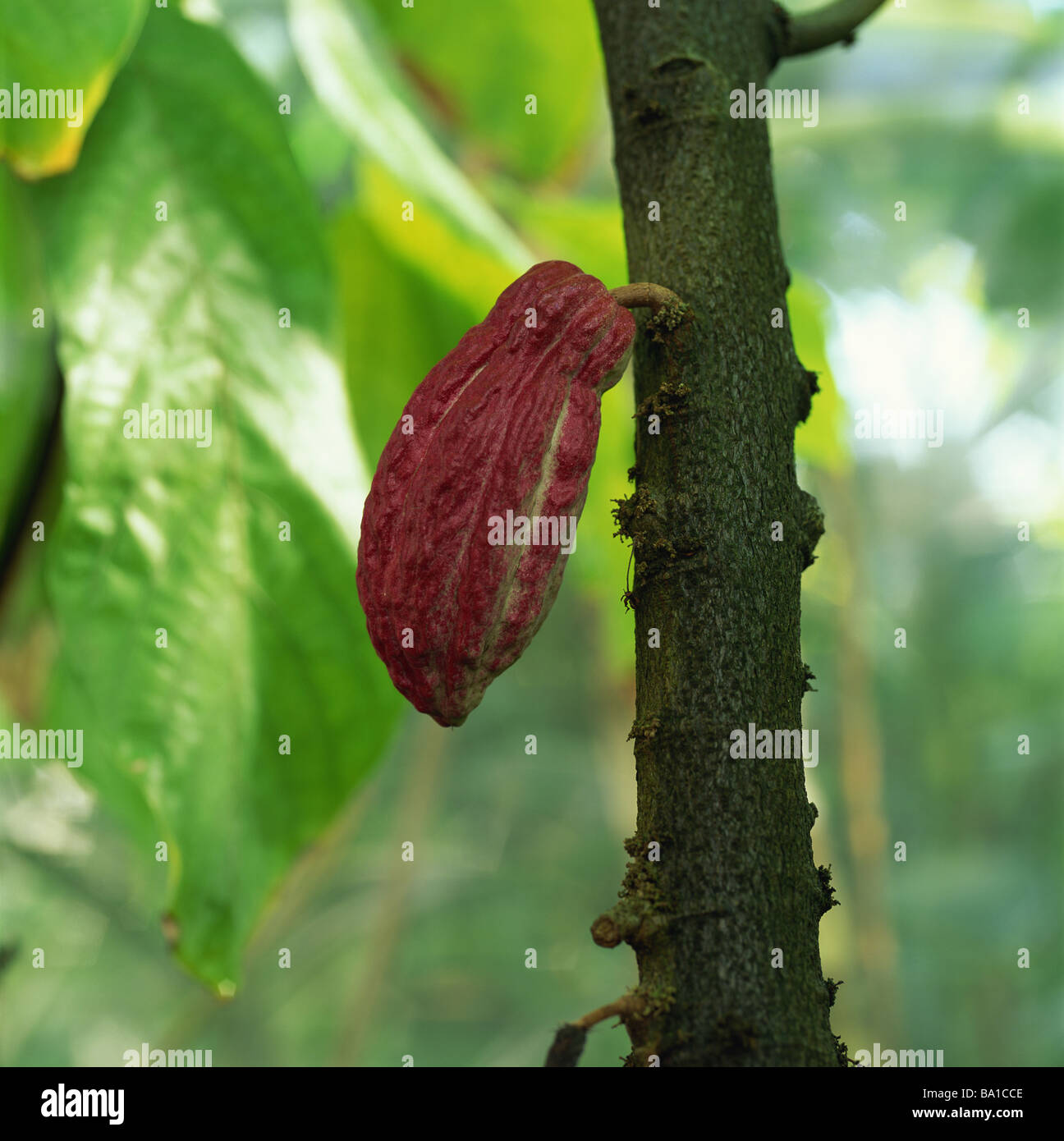 Cacao Tree with Fruit Pod Stock Photo