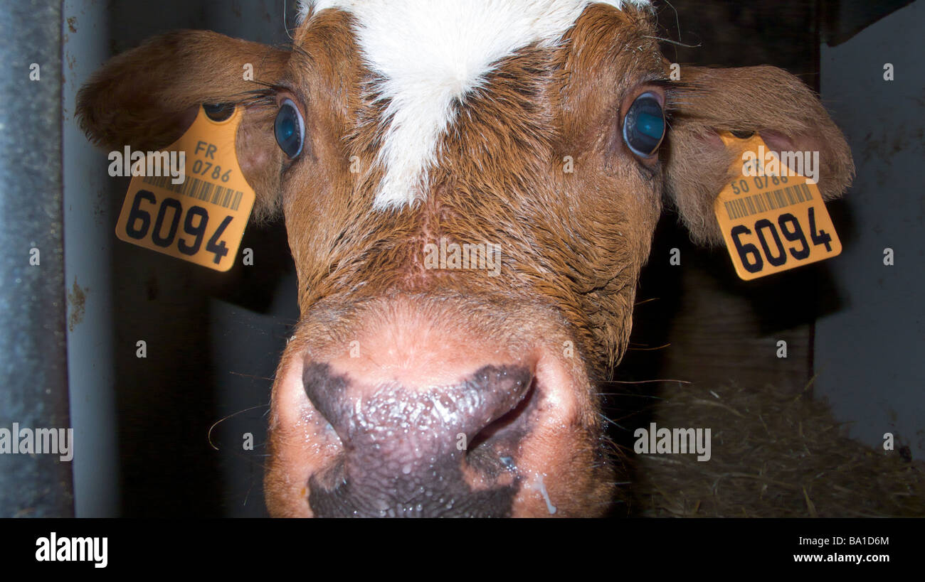 Young calf Stock Photo - Alamy