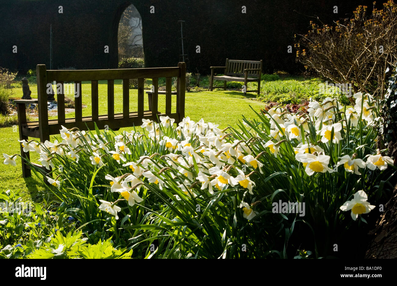clump of daffodils backlit in the herbaceous garden at stourton