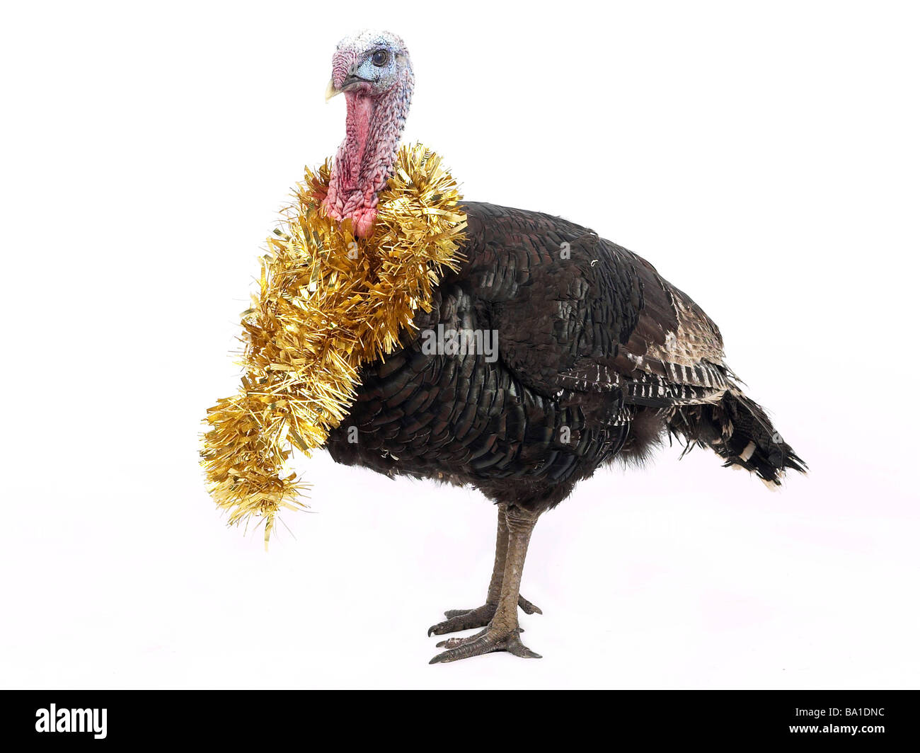 A turkey with tinsel around its neck Stock Photo Alamy
