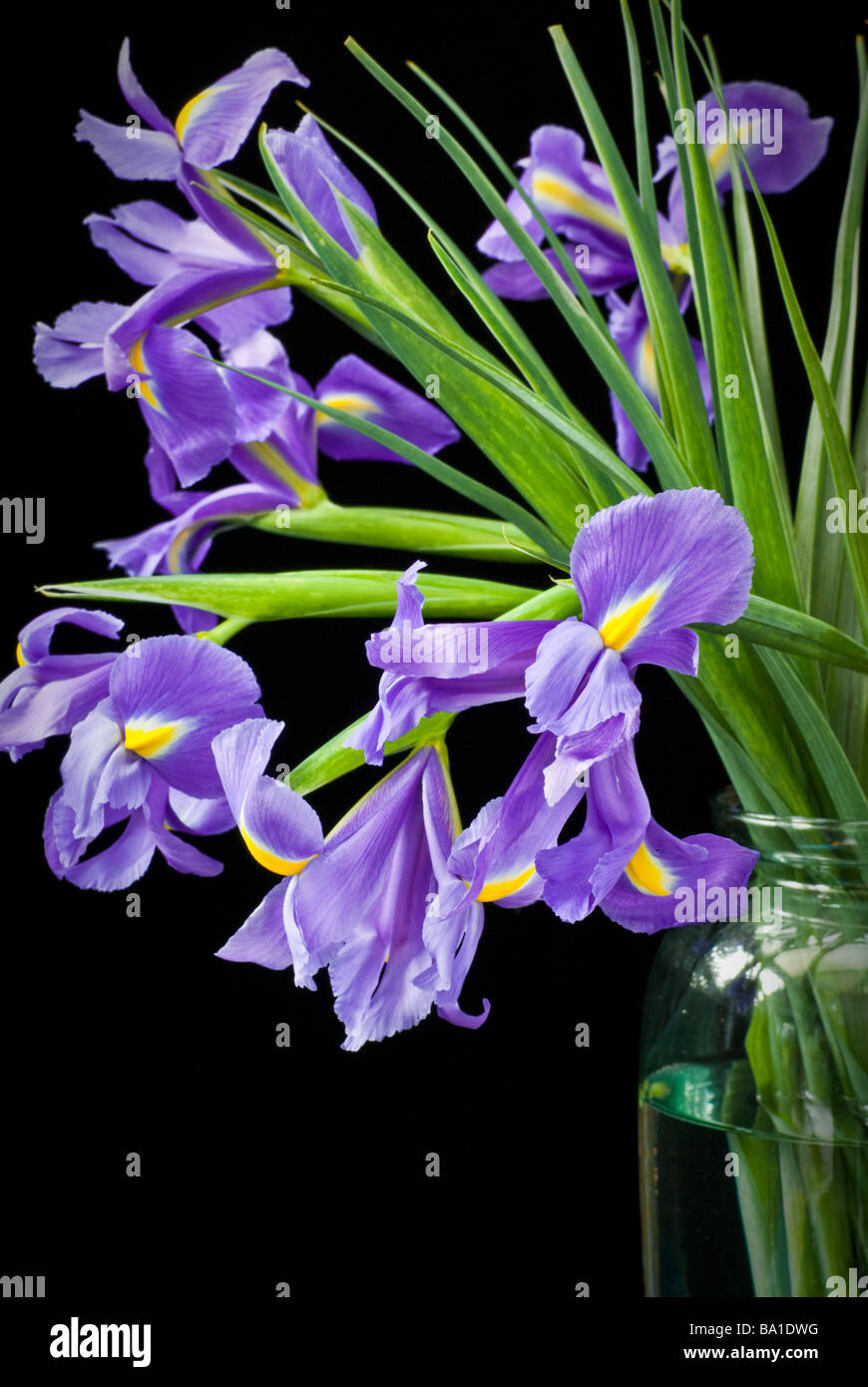 Blue irises in glass vase Stock Photo