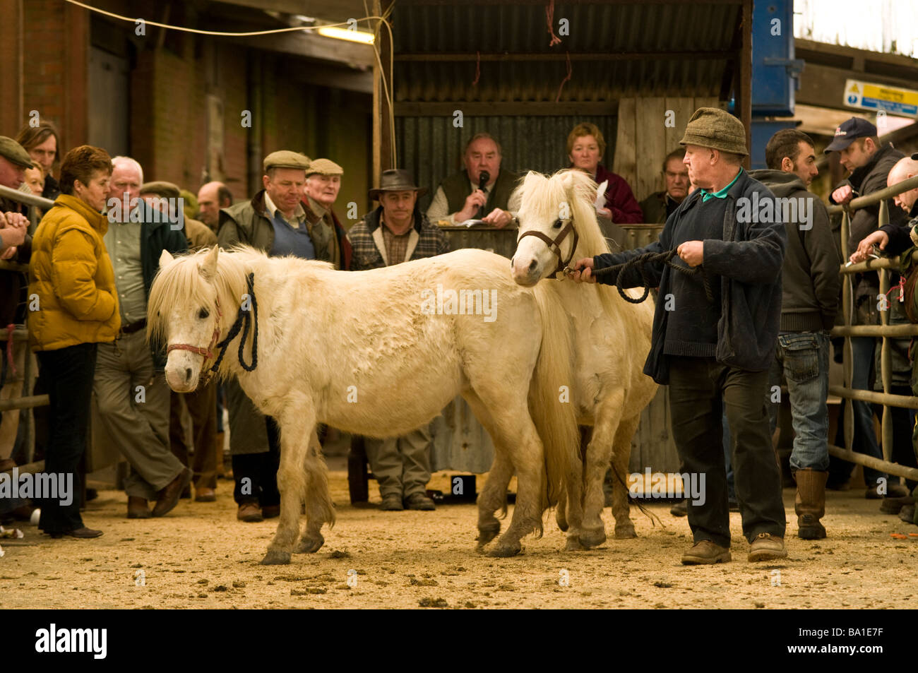 Two small white ponies being auctioned for sale at Llanybydder monthly