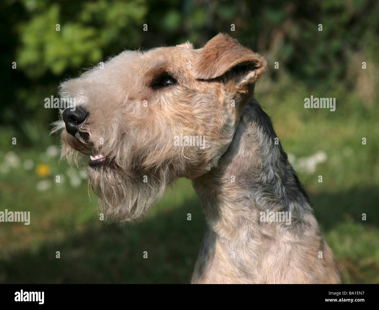 A portrait of a lakeland terrier Stock Photo