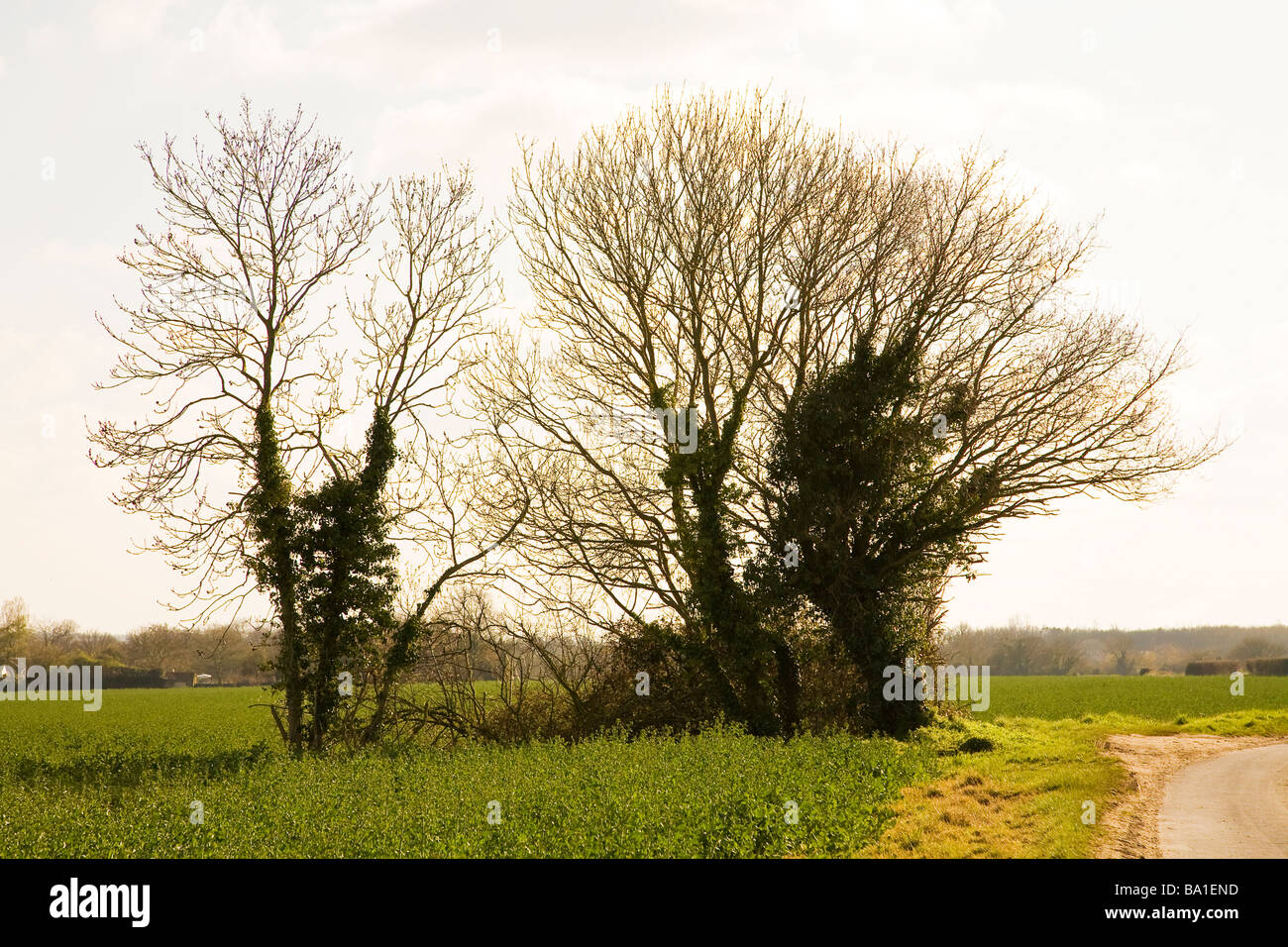 Group oak hires stock photography and images Alamy