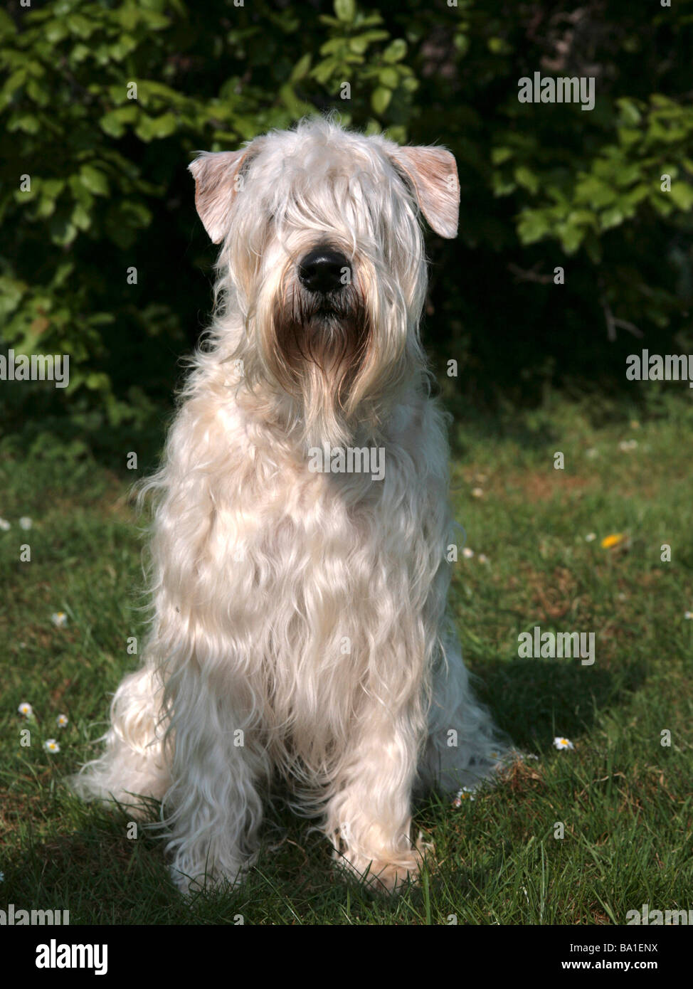 A soft coated wheaten terrier Stock Photo