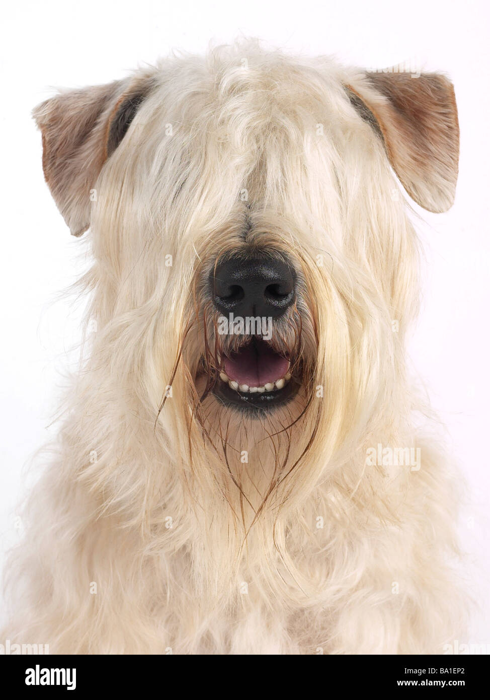 Wheaten terrier hi res stock photography and images Alamy