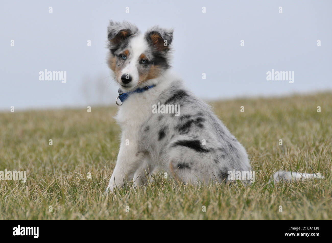 Shetland Sheepdog or Sheltie puppy sitting up. Stock Photo