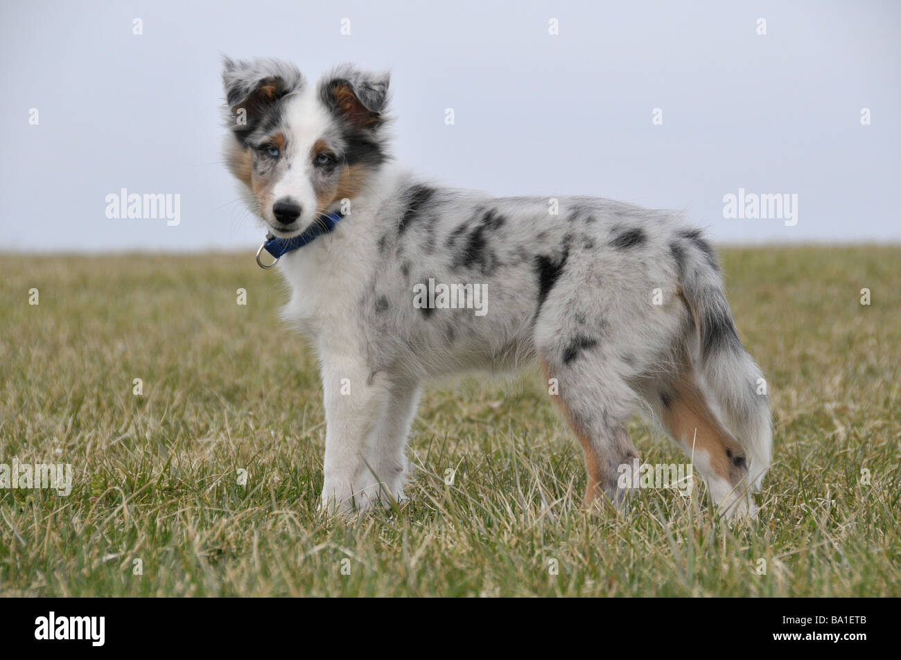 sheltie shepherd puppies