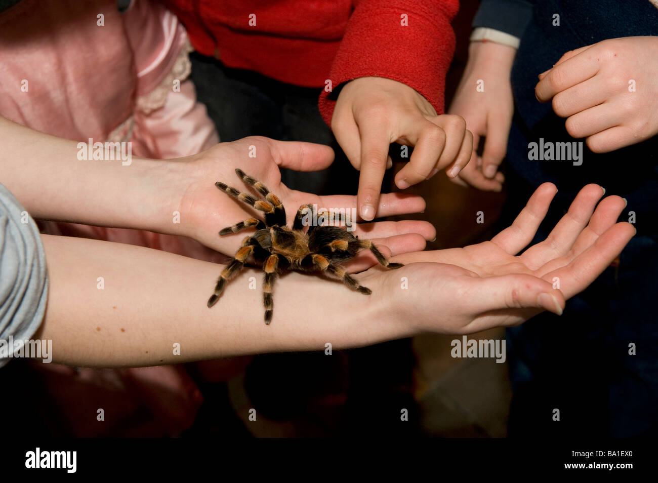 The museum at Oxford has a science day for kids so you can play with tarantulas Stock Photo