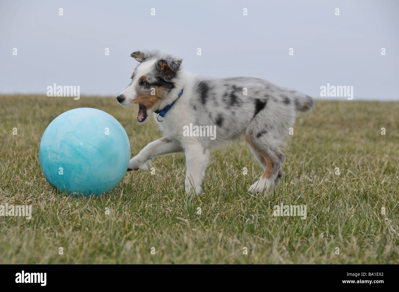Shetland Sheepdog or Sheltie puppy playing ball. Stock Photo