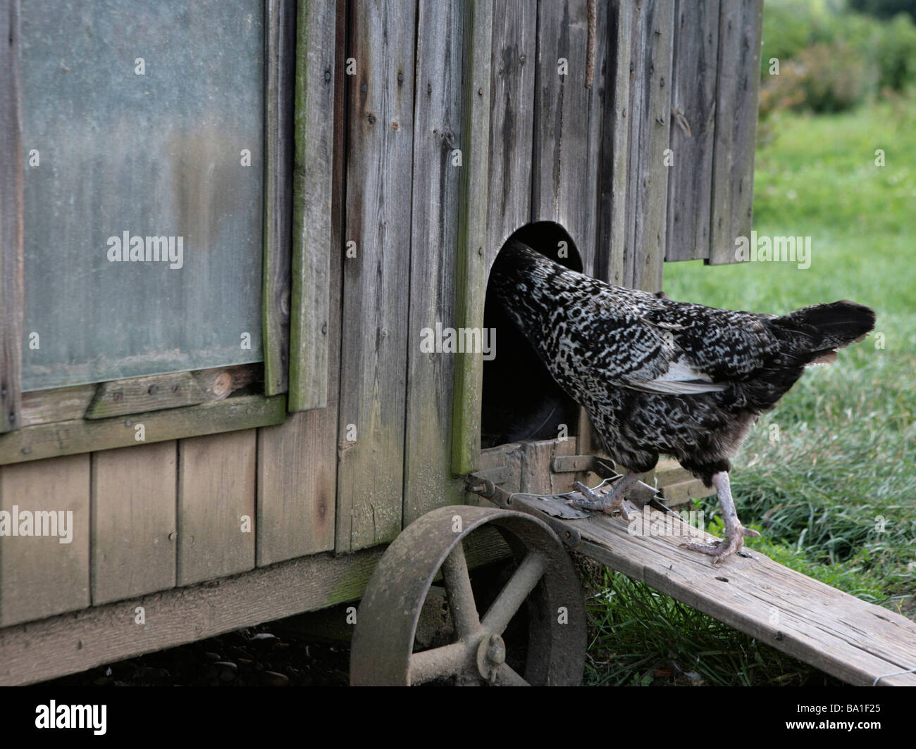 A chicken that is home to roost Stock Photo Alamy