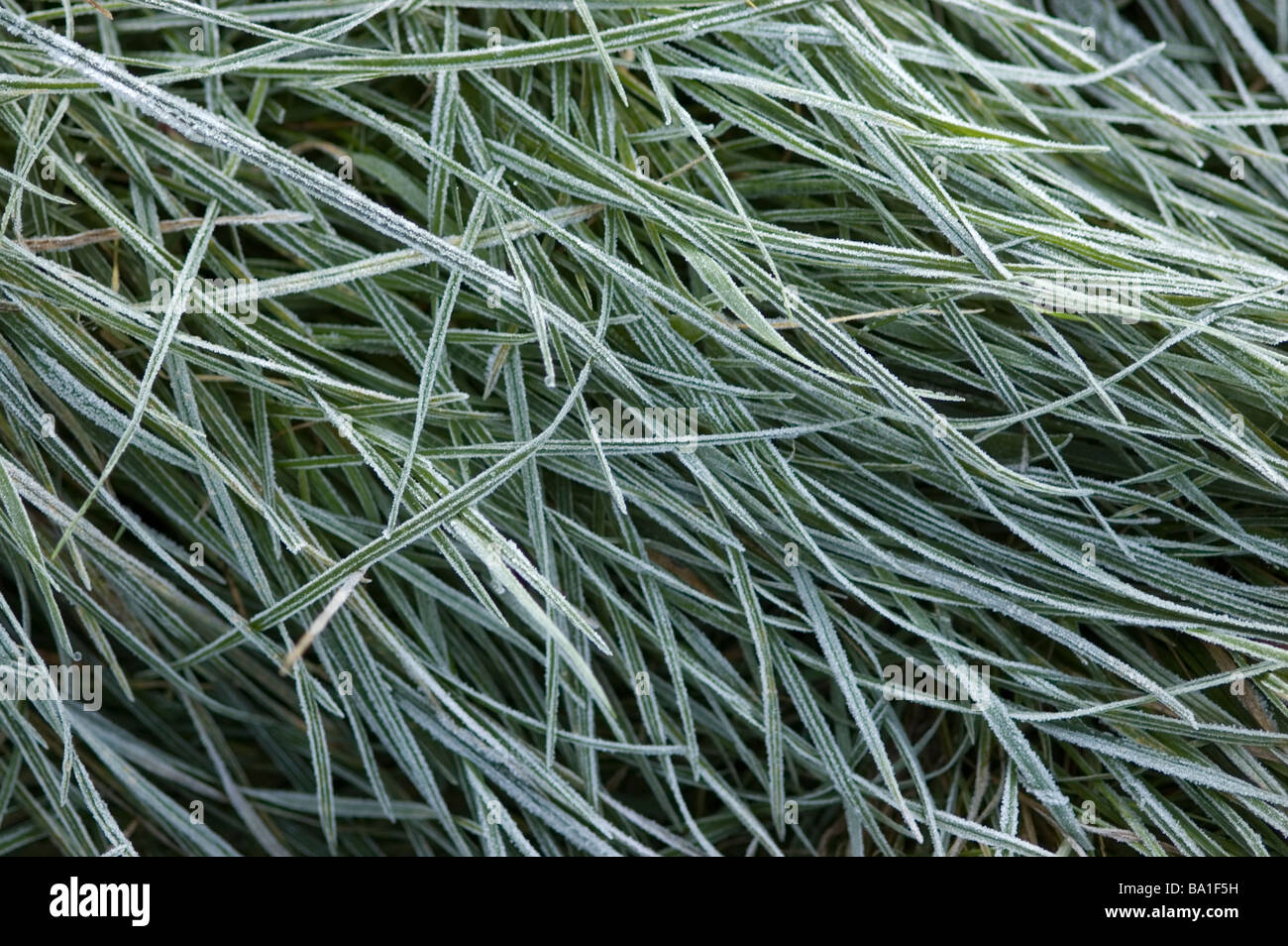 Frost covered leaves grass hi-res stock photography and images - Alamy