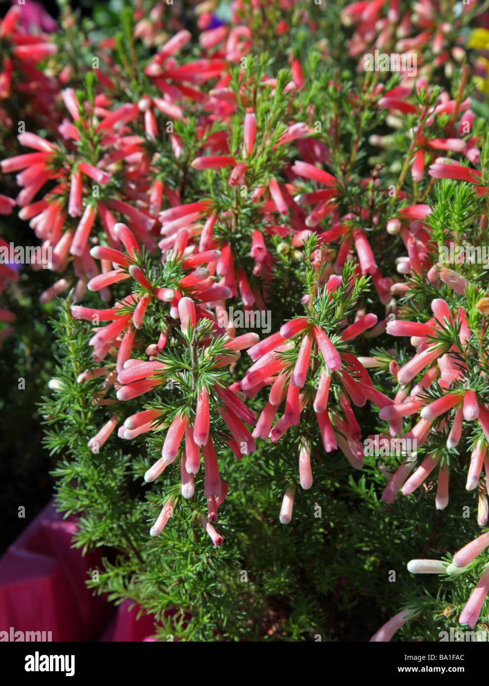 Erica mammosa tender South African heather Stock Photo