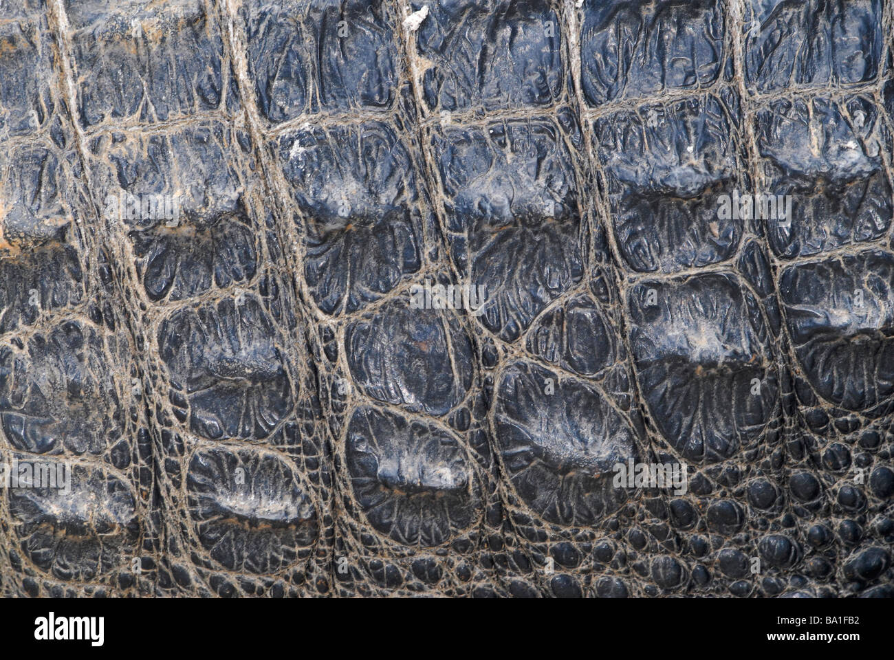 A close up photo of the skin of an American alligator (Alligator mississippiensis). Stock Photo