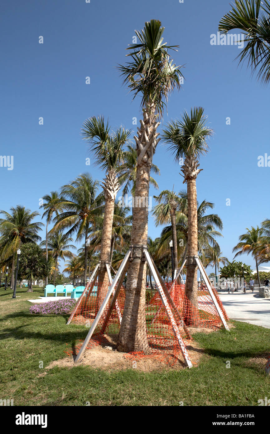 USAFlorida South Beach Cabbage Palm Sabal Palmetto family name Arecacea Floruda State Tree replanting Stock Photo