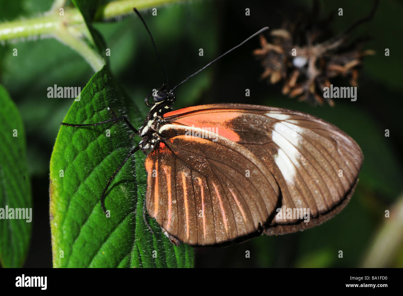Postman Butterfly, Heliconius melpomene Stock Photo