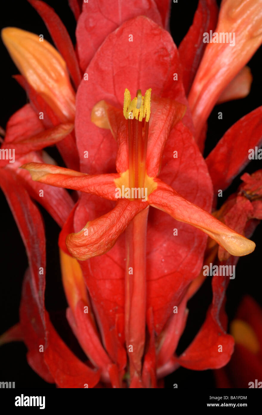 Closeup of Ruellia colorata,  Wild Petunia; Family: Acanthaceae; Origin: Brazil Stock Photo